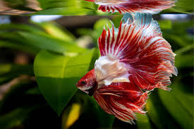 Due to selective breeding, the ever popular male betta splendens, or siamese fighting fish, is now available in an enormous array of colours and tail types. 17 Types Of Bettas Tails Colors Patterns Care Guide