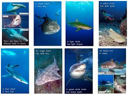Maybe you would like to learn more about one of these? Level C Different Kind Of Sharks Diagram Quizlet