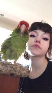 some vibing with fletcher #bird #birds #parrot #parrots #dancingparrot  #dancingbird