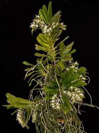 Image result for Cyrtorchis