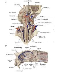 Cranial Morphology And Phylogenetic Relationships Of Trigonostylops Wortmani An Eocene South American Native Ungulate