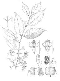 Image result for Multidentia sp. A