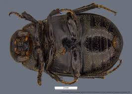 Image result for Empogona sp. A