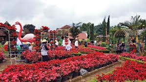 Jasa tukang taman bandung murah & professional. Taman Begonia Lembang Spot Foto Alamat Harga Tiket Masuk 2020