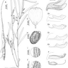 Image result for Eriosema verdickii