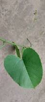Image result for Cissus petiolata