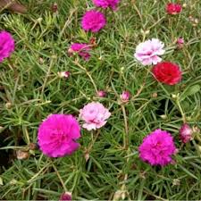Dalam satu daun, ada warna. Jual Tanaman Hias Bunga Sutra Bombay Bunga Kecil Kab Bogor Rony Cahaya Taman Tokopedia