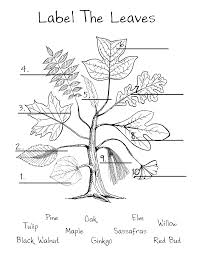 1 Red Bud 2 Elm 3 Maple 4 Black Walnut 5 Willow 6 Tulip 7 Oak 8 Sassafras 9 Pine Forest School Activities Forest School Nature School