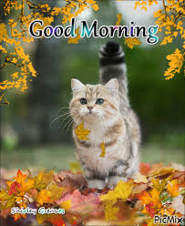 Good Morning Cat And Falling Leaf Gif Pictures Photos And Images For Facebook Tumblr Pinterest And Twitter