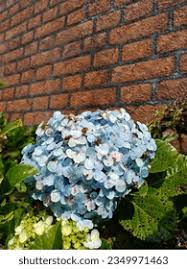Image result for Cercospora hydrangea