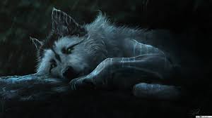 Check spelling or type a new query. Best Wolf Wallpaper 4k 1920x1080 Wallpaper Teahub Io