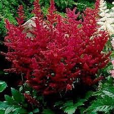 Astilbe Flowers Pronounce Best Flower Wallpaper