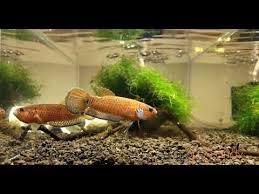 Wild betta are not the same animal as splendens, morphology aside, especially in their behaviours. Wild Betta Sp Candy Youtube