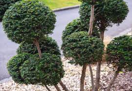 11 Best Topiary Plants To Grow