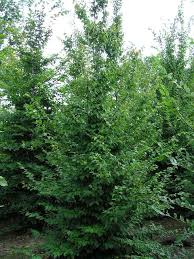 So to convert from meters to feet ( m to f ) is a simple conversion. Sichtschutz Bis 8 M Bestellen Sie In Der Baumschule 1 A Heckenpflanzen Gunstig Im Online Shop