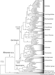 Image result for Rinorea brachypetala