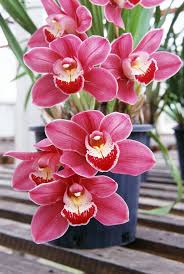 Orchids aren't necessarily as difficult to grow as you might think. Growing Orchids Fact Sheet Burke S Backyard