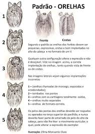 Canil De Mastim Napolitano Em Sp Pin Em Plakaty