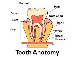 This article covers the anatomy of the tooth, including structure, parts, types, functions, and clinical aspects. Tooth Anatomy Diagram By Steven S Social Studies Tpt