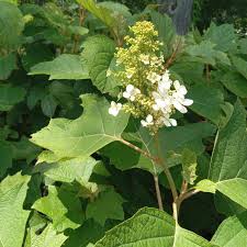 Image result for Hydrangea quercifolia
