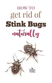 How To Get Rid Of Stink Bugs Naturally Via Fivespotgrnvlvng Pestcontrol Stink Bugs Stink Natural Pest Control