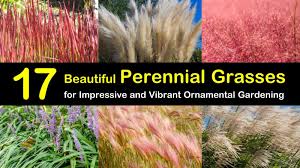 While many ornamental grasses can handle dry soils, fountain grass prefers consistent moisture. 17 Beautiful Perennial Grasses For Impressive And Vibrant Ornamental Gardening