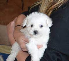 Bichon frise puppies for sale in north carolina. Bichon Frise Puppies For Sale Asheville Nc 245247