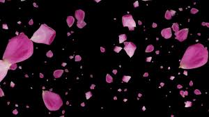 Black Background With Rose Petals Falling Rose Petals Blue Black Green Screen Background Video Effect Green Screen Backgrounds Rose Petals Falling Greenscreen