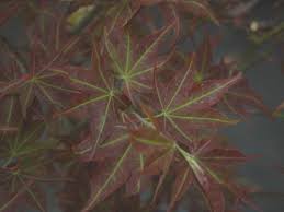 Check out our huge selection of boxes now! Beni Hoshi Or Ruby Stars 3g Heavy Acer Palmatum Beni Hoshi Topiary Gardens Palmatum Dwarf Green 40 00 Topiary Gardens