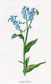 Check spelling or type a new query. Forget Me Not Date 1894 Drawing By Mary Evans Picture Library