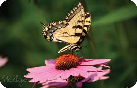 Top 10 plants for swallowtails birds blooms magazine. Attracting Eastern Tiger Swallowtail Butterflies To Your Garden