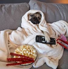 Doug The Pug Suivez Doug Dans Toutes Ses Mises En Scene Rigolotes Son Air Impassible Ajoute Une Touche Ironique A Toutes Les P Pugs Funny Funny Dog Memes Pugs