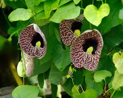 Image result for Aristolochia littoralis