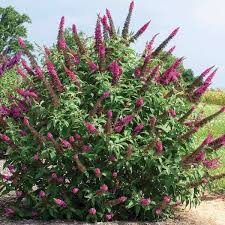 Image result for Buddleja