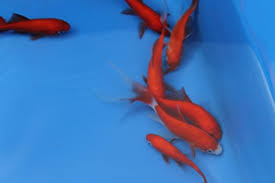 Orfe will jump out of very small ponds because they like lots of room. 20 Pond Fish Mix 7 Varieties 20 Fish Mf Aquatics