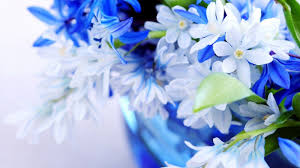 Blue Flowers Bunga Mawar Cantik Gambar