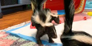 Bald Baby Skunks Grow Up Doing The Cutest Thing Videos The Dodo