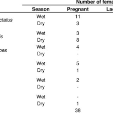 Image result for Leptonychia tokana