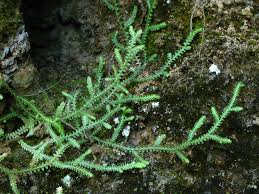 Image result for Selaginella auquieri