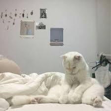 Pin By Machiavelli On Cats Cats Cute Animals Pretty Cats