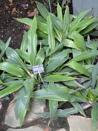Image result for Chlorophytum macrophyllum