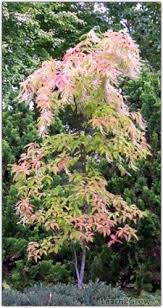 Sourwood or lily of the valley tree, oxydendrum arboreum, is a small tree, usually no more than about 30 feet tall. 26 Tree Ideas Tree Plants Small Trees