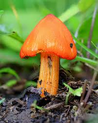 Image result for Stolzia heiligenthalii