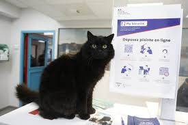 Photo « C'est notre mascotte » : comment le chat Mimosa est devenu la ...