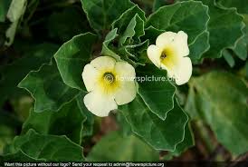 Image result for Pedalium