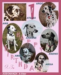 Image result for dalmatin