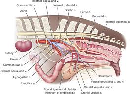 Image result for Umbilicus botryoides