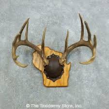 Walnut hollow country deluxe antler display mounting kit in solid walnut for mule deer & whitetail deer. 18426 P Whitetail Deer Antler Plaque Taxidermy Mount For Sale Ebay