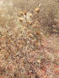 Image result for Blepharis involucrata
