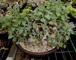 Image result for Senecio oxyriifolius